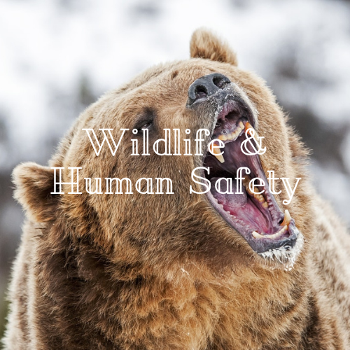 Wildlife & Human Safety