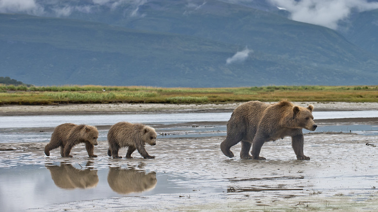 Wildlife & Human Safety